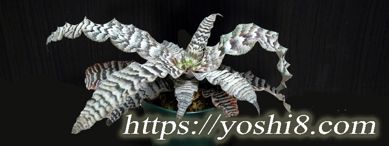 氷河の植物 クリプタンサス アイスエイジ Cryptanthus Ice Age Tropical Rainforest