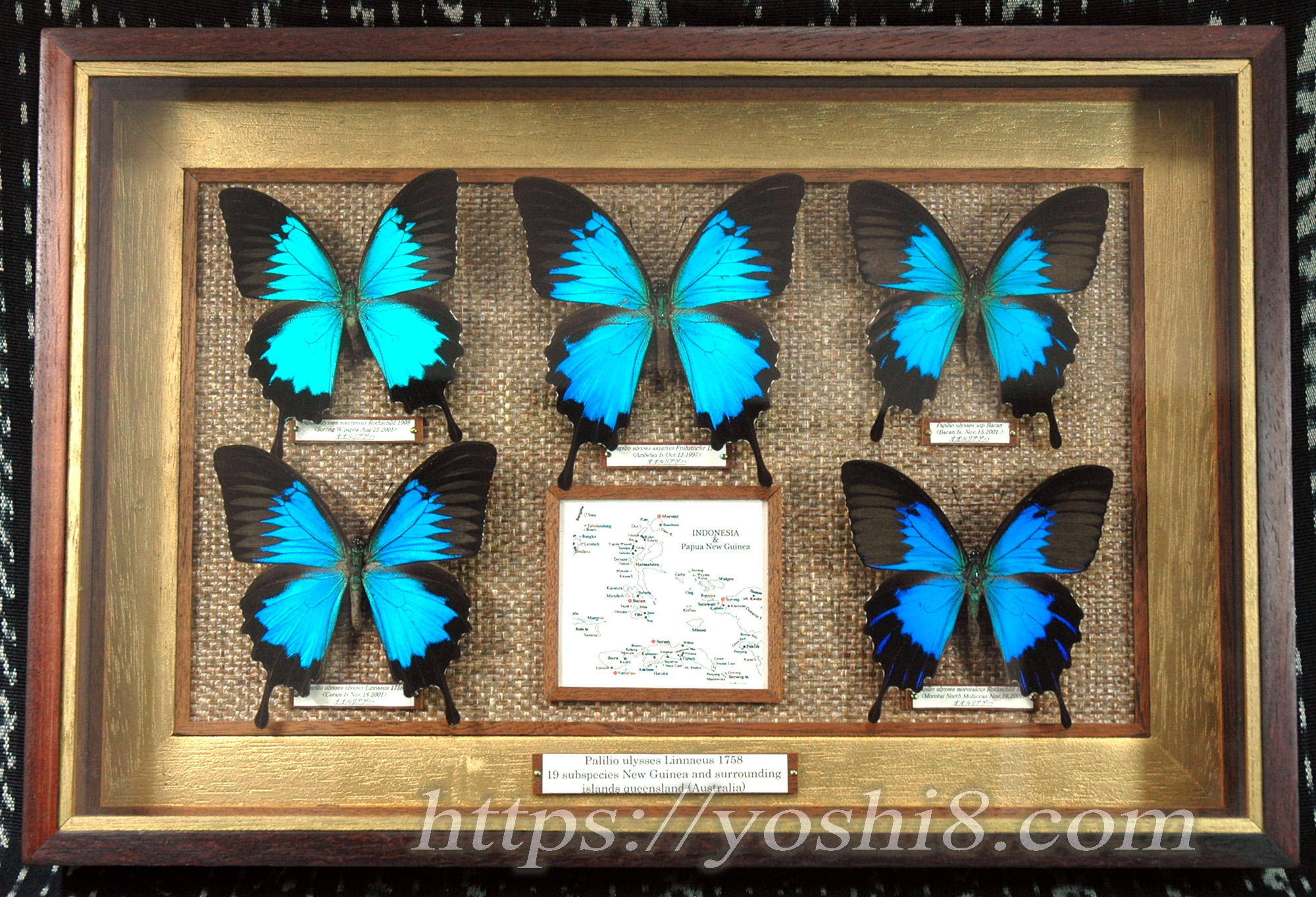 見るだけで幸せになる蝶、オオルリアゲハ（ユリシス）Papilio ulysses  